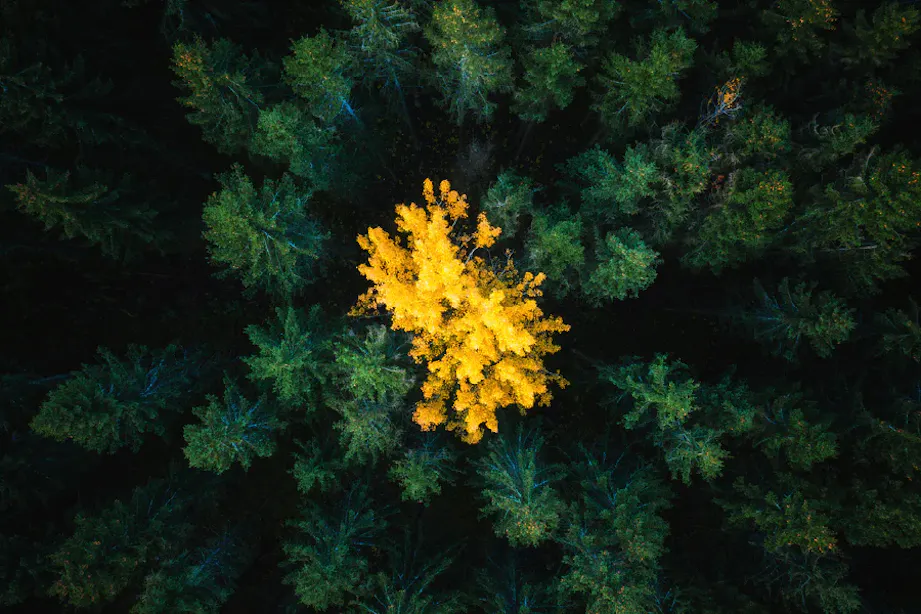 10 yellow 2